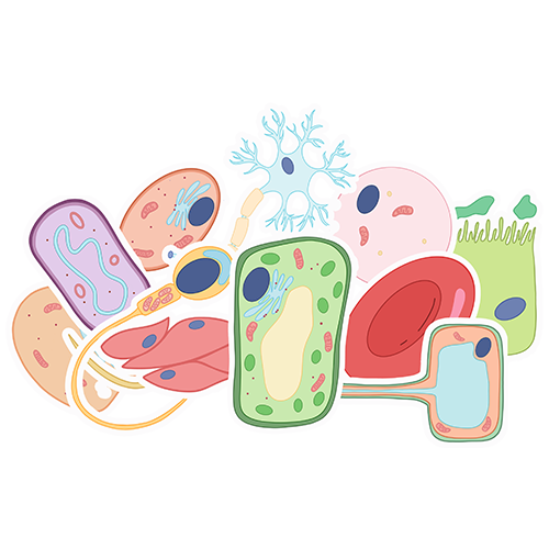 Specialised Cells Sticker Sheet (Pre-Cropped for GoodNotes)